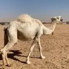 ناقه لقحه