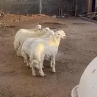 بهم حري