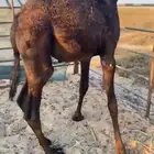 للبيع قعود مجهم