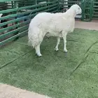فحل حري مشروط