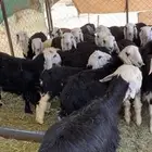 خرفان نجد 25 خروف تيماء
