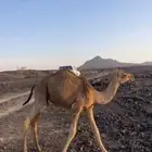 قعود