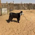 ثلاث فحول تيوس