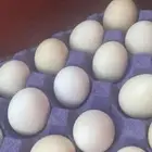 بيض بلدي مخصب