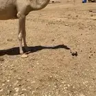 للبع المفروده التماميه
