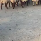 نعيم بلدي تمايم ذبايح مغلق