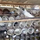 حمام مشكل للبيع
