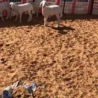 للبيع غنم خلفات