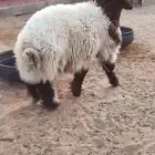 خروف نعيمي معرف وتعريفه موجود