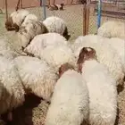 خرفان نعيم جبر