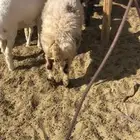 شاه للبيع