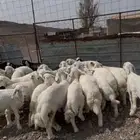طليان حبص للبيع