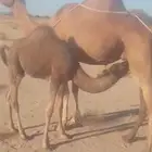 قعود سمين