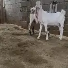 تيوس جذعان