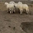 طليان