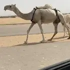 خلفه ثنو طيبه وهديه شرط