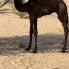 قعود اضيار