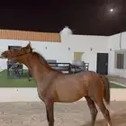 مهر واهو ابن سين الصحراء