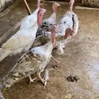 ديكه رومي