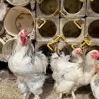 للبيع 25 بيضه براهما