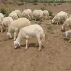 بهم حري 30 راس اعماره خمسه اشهر إلا 8اشهر