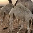 للبيع