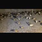 سمان فري