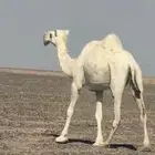 للبيع ضروبه كفو