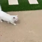 قط للتبني العاجل