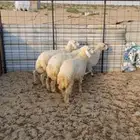 حريات ذبايح
