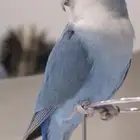 أدور عصفور روز للتبني