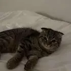 قطوه