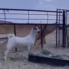 جفره بيشيه للبيع