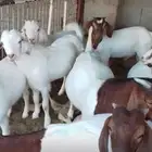 تيوس فل مقفله شحم للبيع