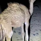 قعود تربيه