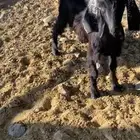 تيس للبيع