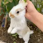 ارانب للبيع