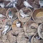 حمام