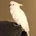 كوكاتو مفقود في حي الحمراء