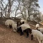 ذبايح مزرعه طيبه نعيمي بلدي