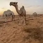 مصعد