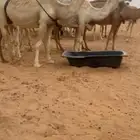عشراء ام ثالث طيبه