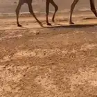قعود على بعير خالد الثقفي