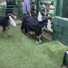 معزا عوارض ربش