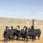 معزا عوارض مقنوي