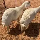 حريات جرم وجباره ماشاءالله