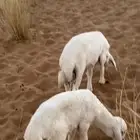 دواغير خرفان