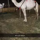 خفوت طيبه