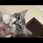 قطط