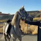 فرس شعبيه كفوو